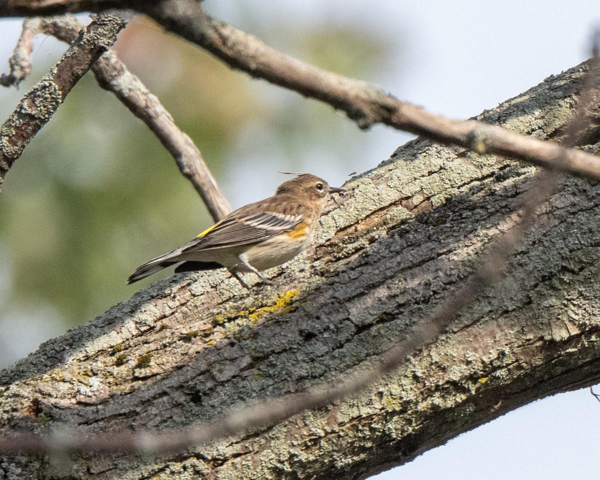 Yellow-rumped Warbler - ML642527269