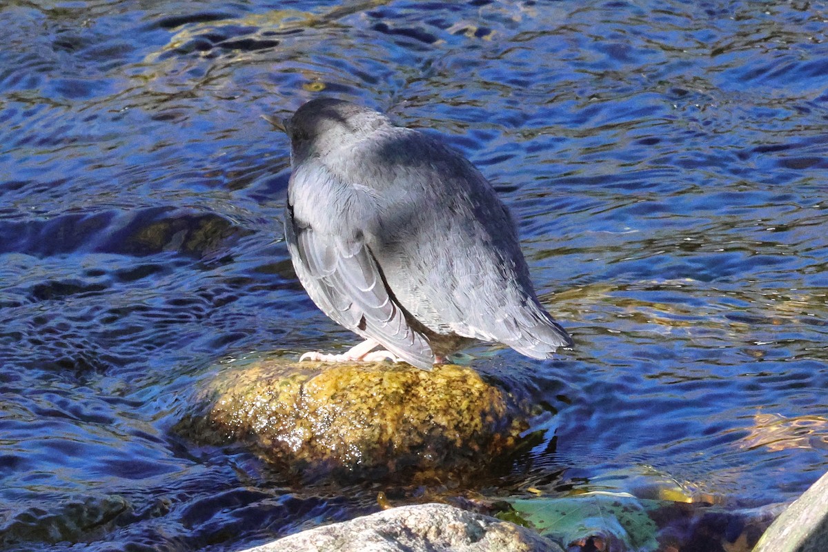 American Dipper - ML642527306