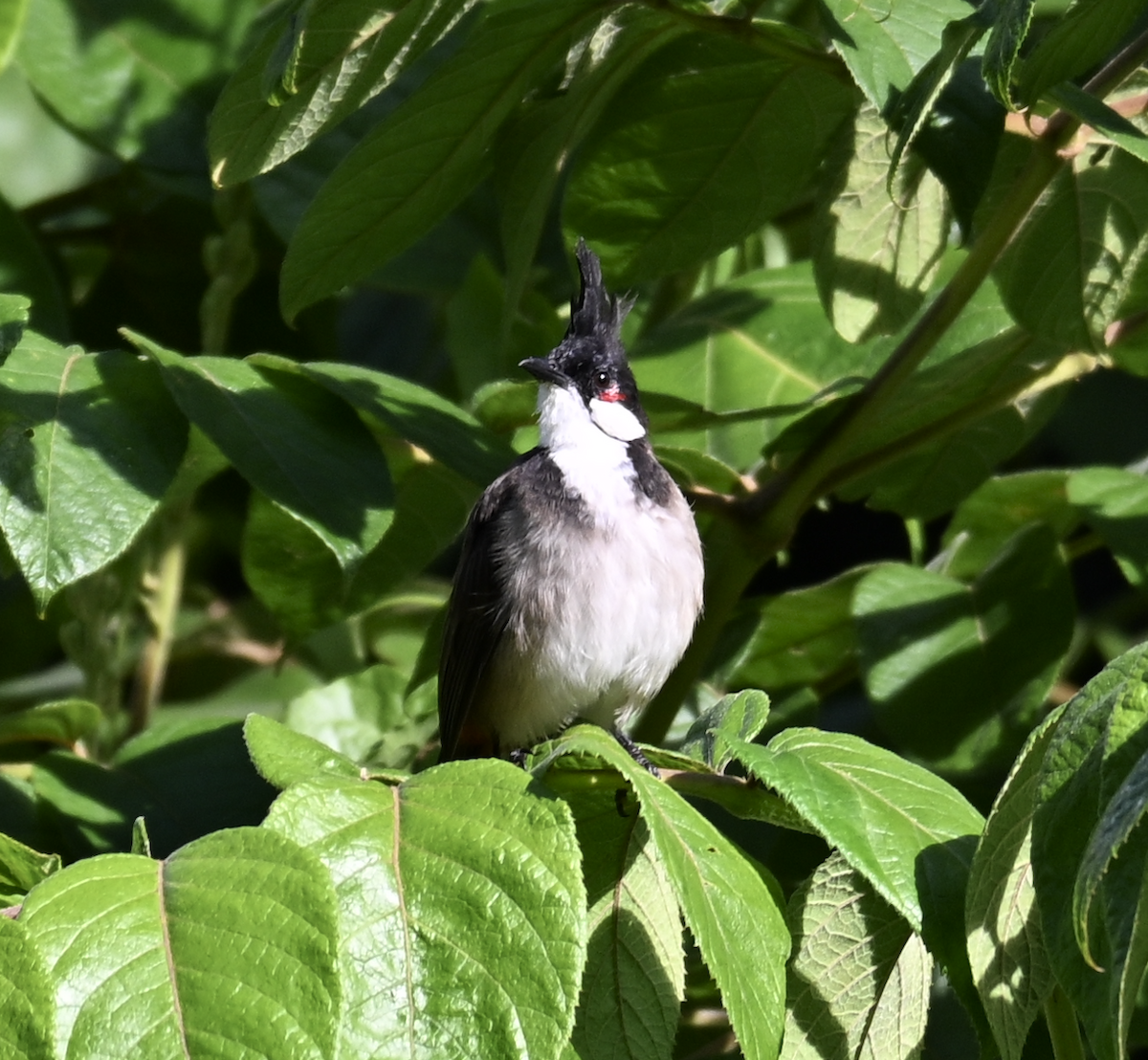 Red-whiskered Bulbul - ML642527316