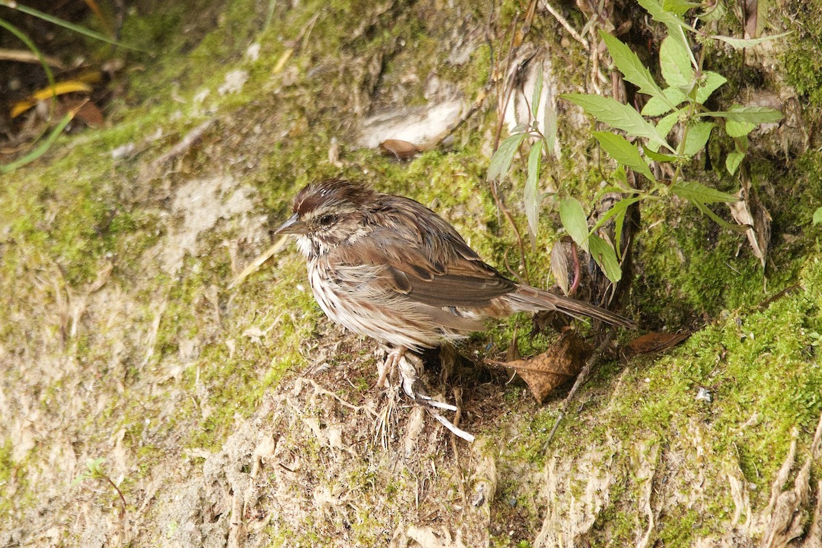 Song Sparrow - ML642527318