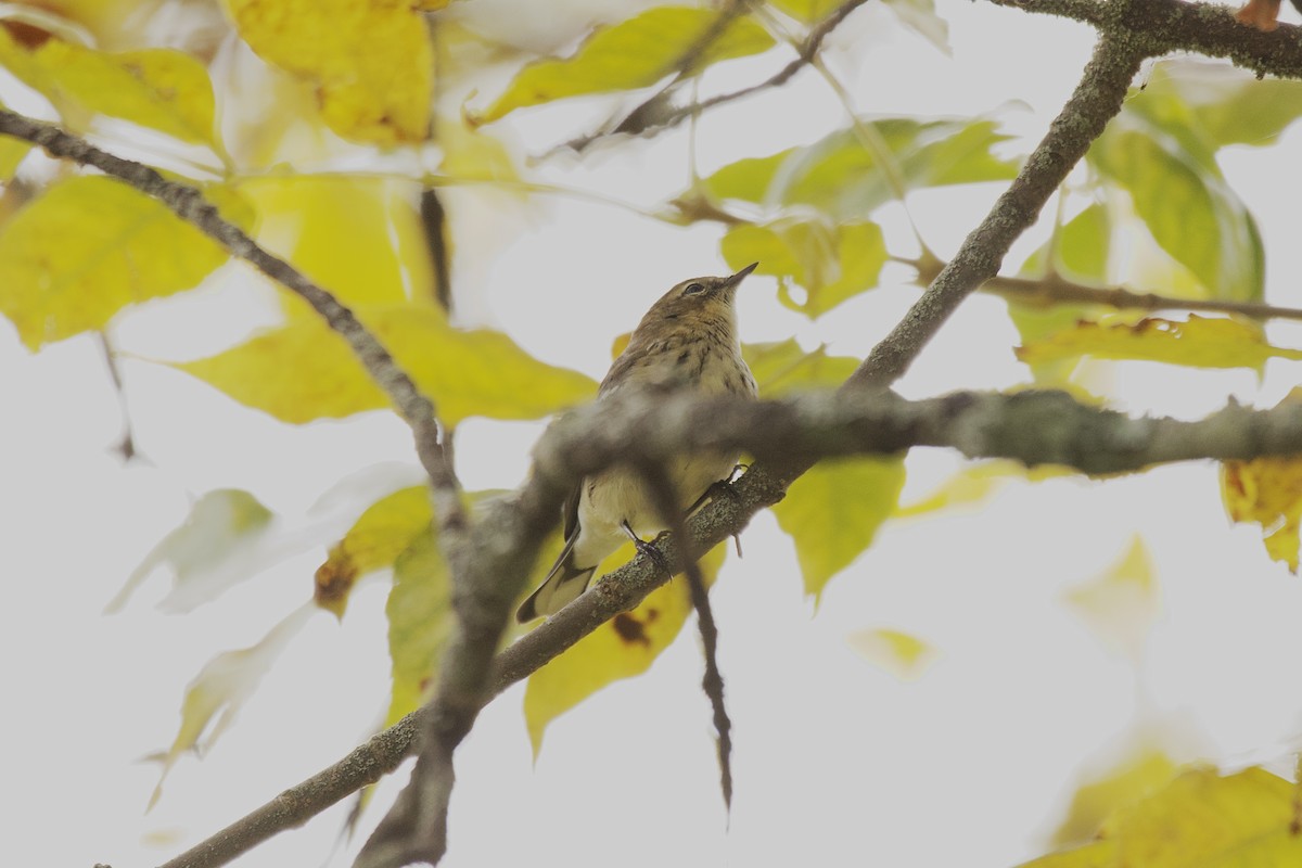 Yellow-rumped Warbler - ML642527326