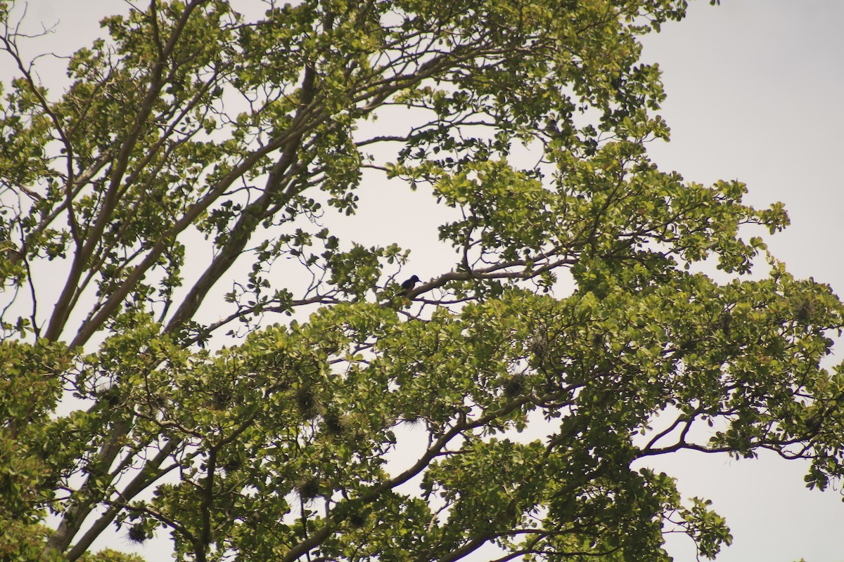 Puerto Rican Woodpecker - ML642527328