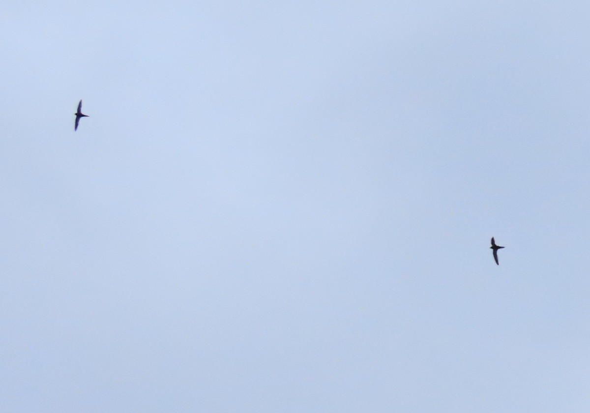 Common Swift - ML642527335