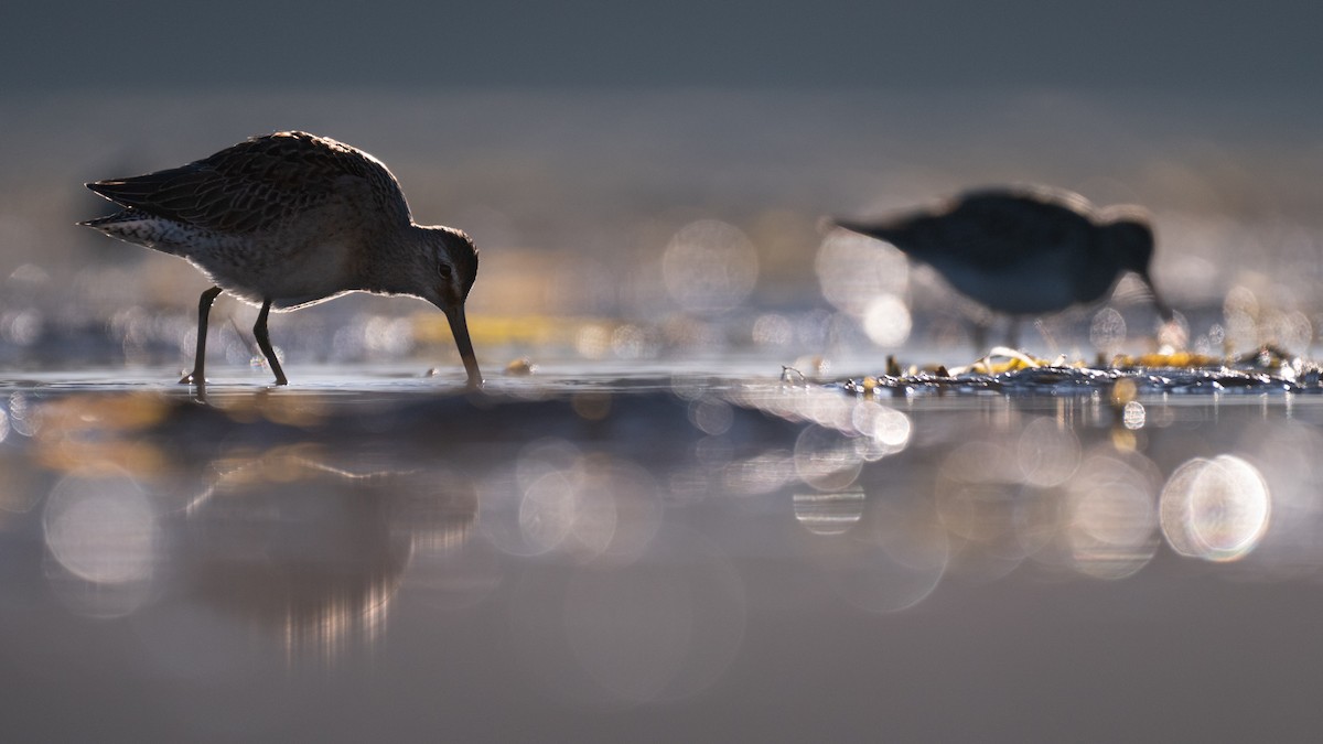 Long-billed Dowitcher - ML642527337