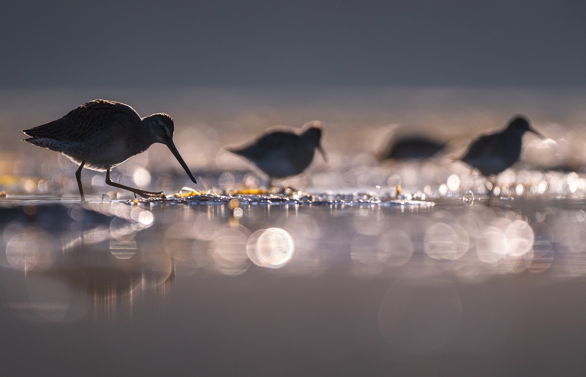 Long-billed Dowitcher - ML642527340