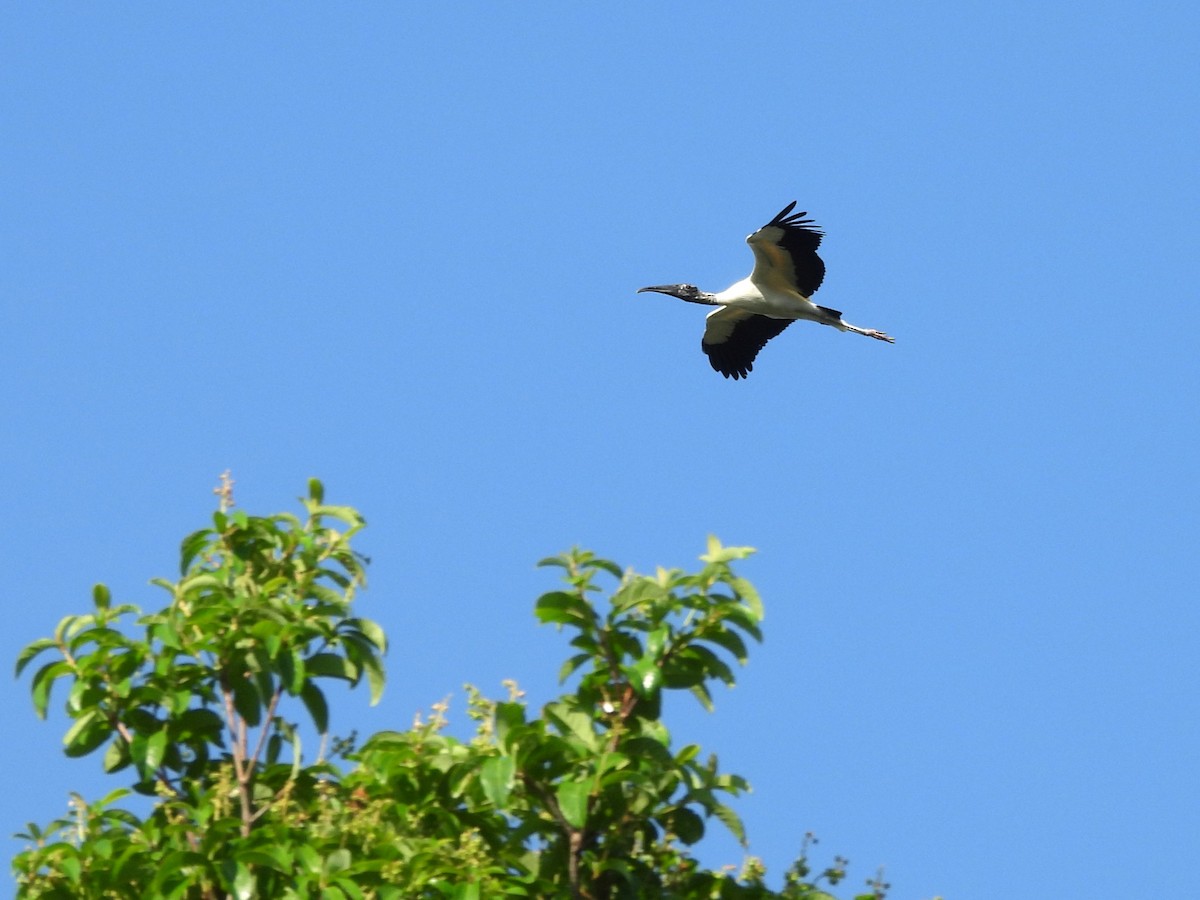 Wood Stork - ML642527357