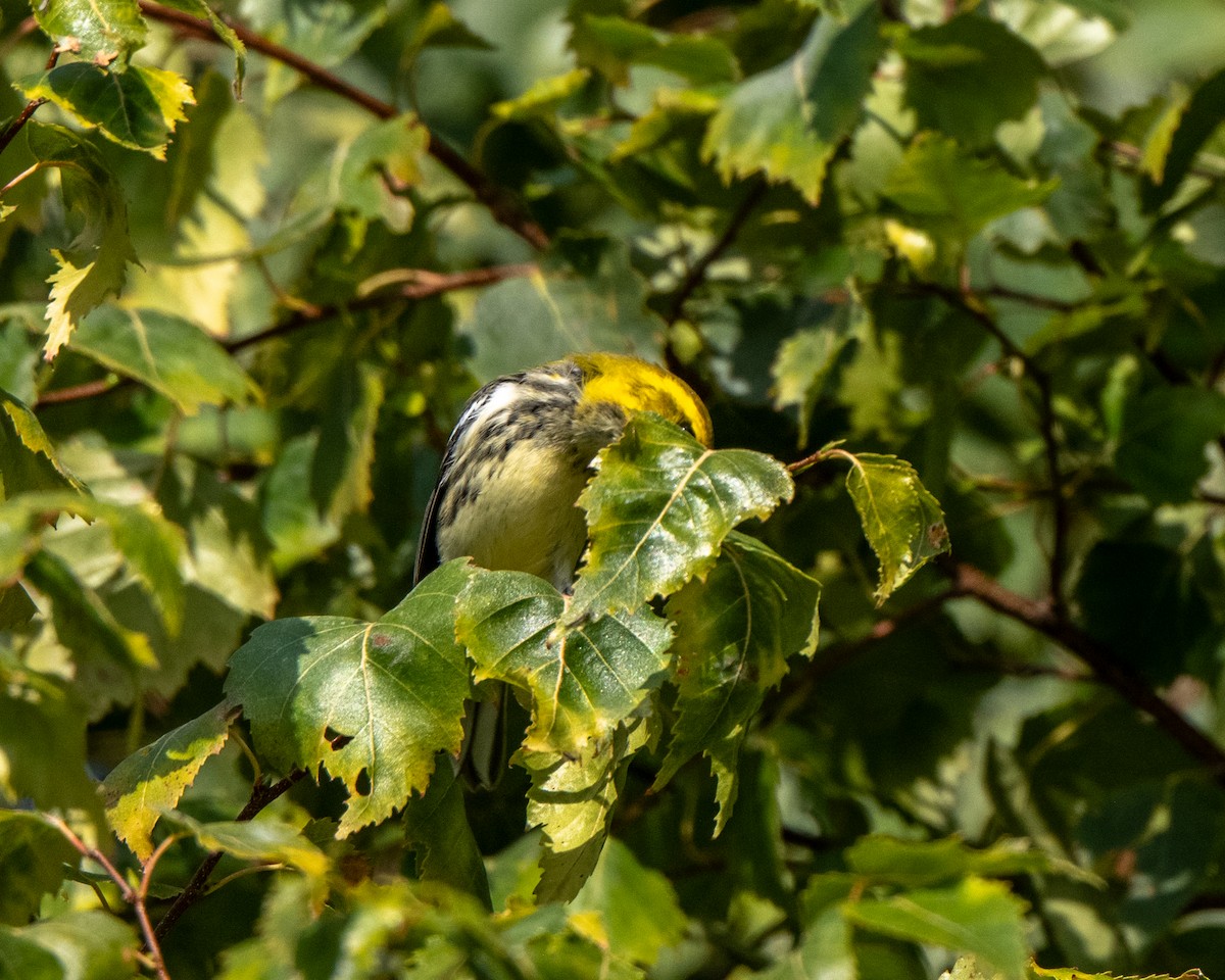 Black-throated Green Warbler - ML642527395