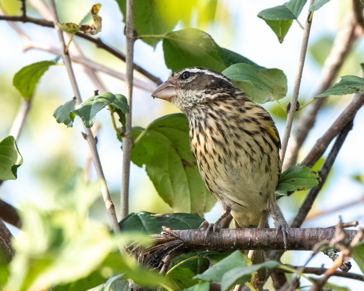 Rose-breasted Grosbeak - ML642527425