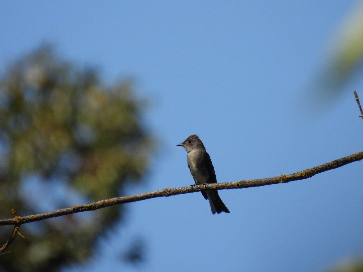 Western Wood-Pewee - ML642527432