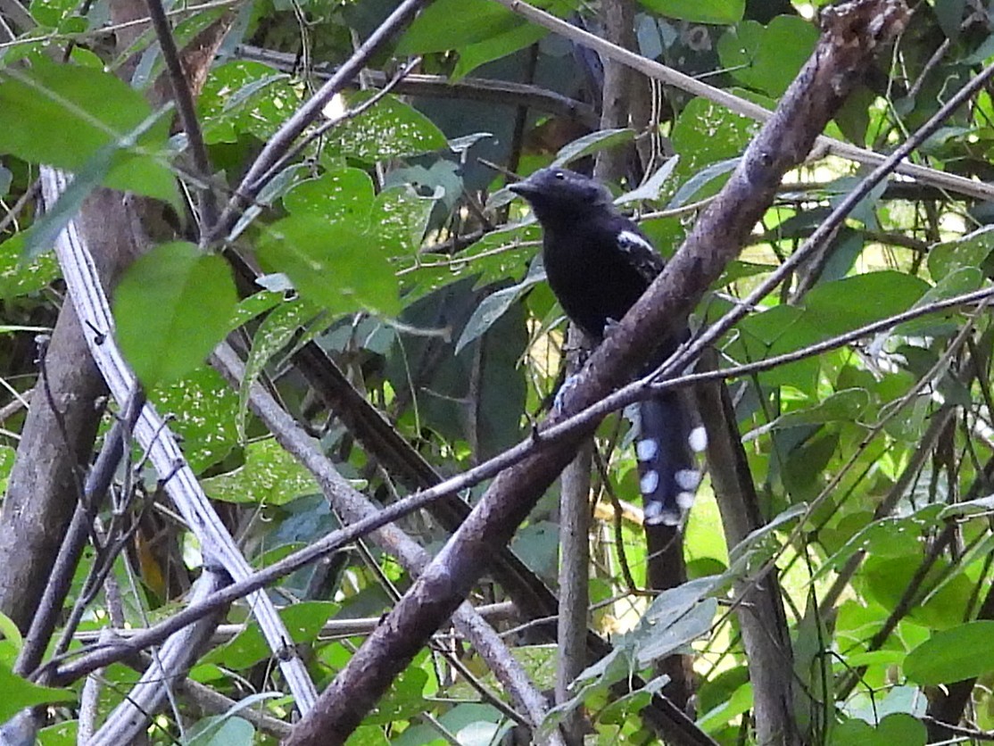 Rio Branco Antbird - ML642527447