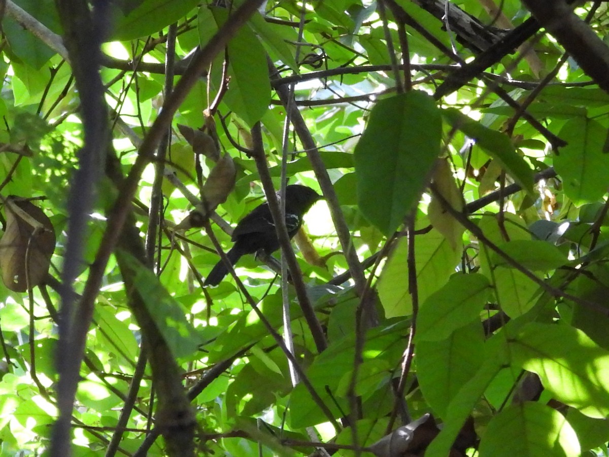 Rio Branco Antbird - ML642527455