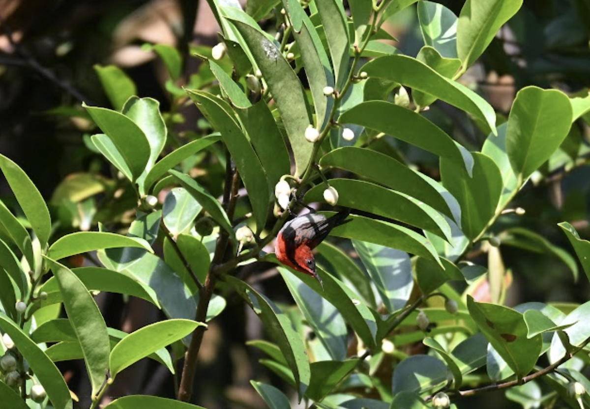 Crimson Sunbird - ML642527461