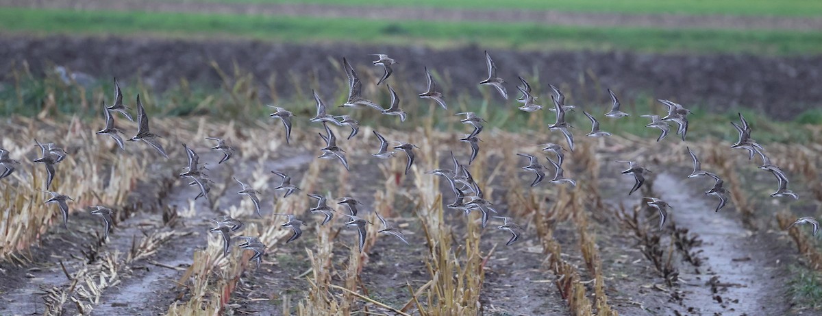 Dunlin - ML642527467