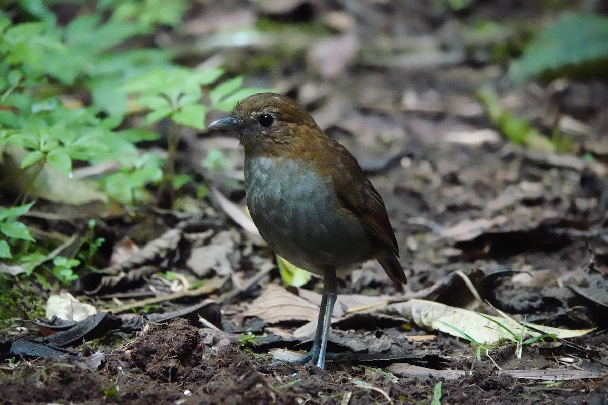 Urrao Antpitta - ML642527491