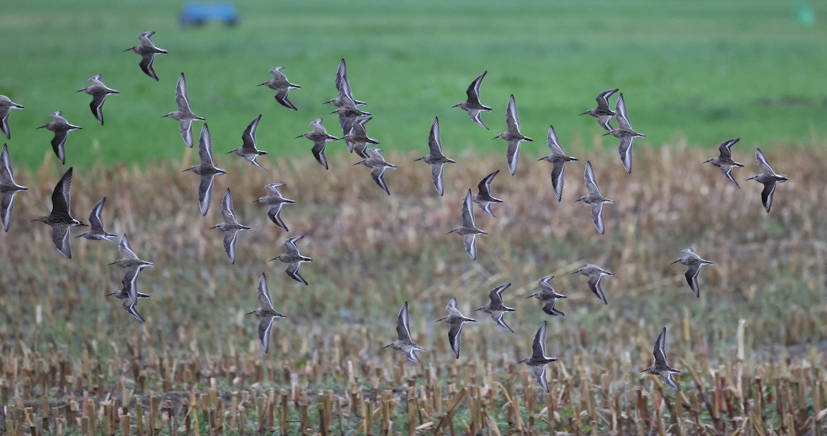 Dunlin - ML642527492