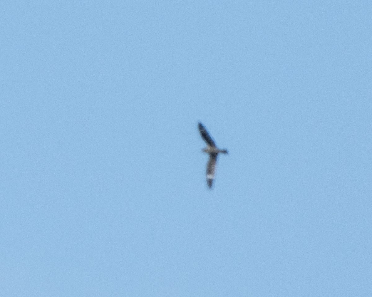 Common Nighthawk - ML642527493