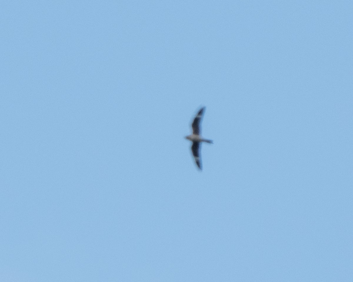 Common Nighthawk - ML642527494