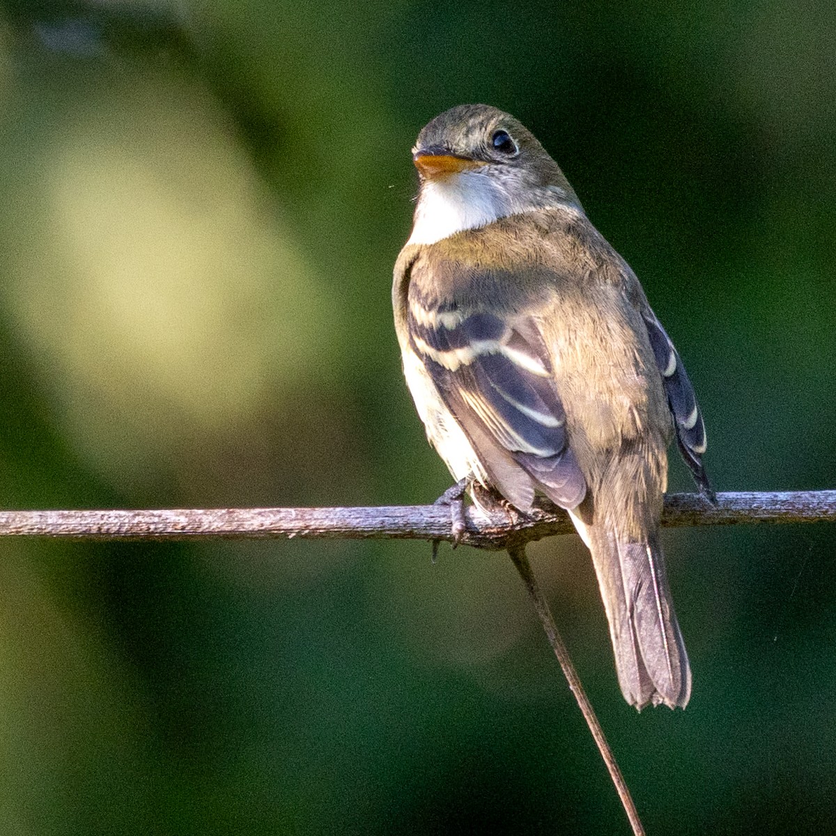 Alder/Willow Flycatcher (Traill's Flycatcher) - ML642527495