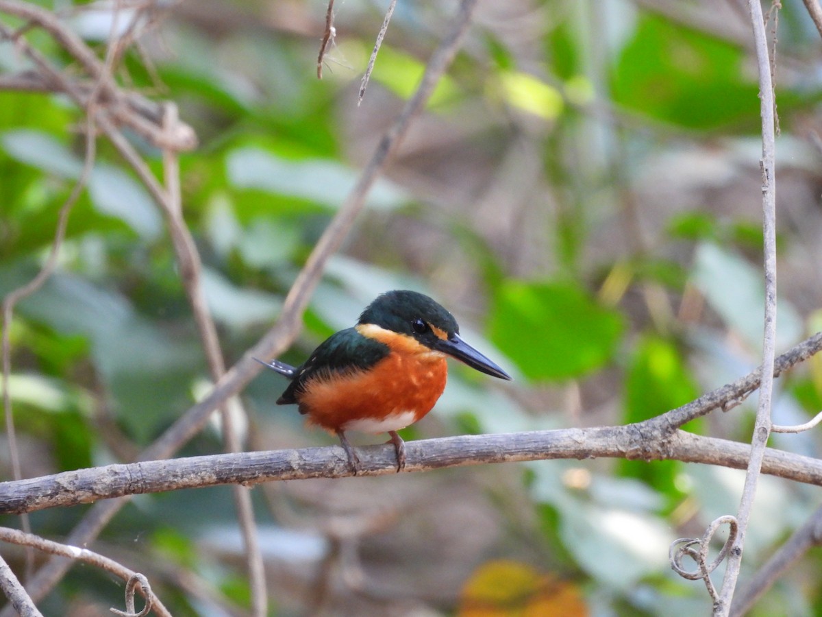 American Pygmy Kingfisher - ML642527504