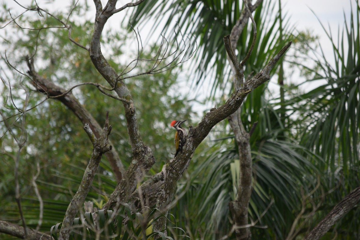 Black-rumped Flameback - ML642527510