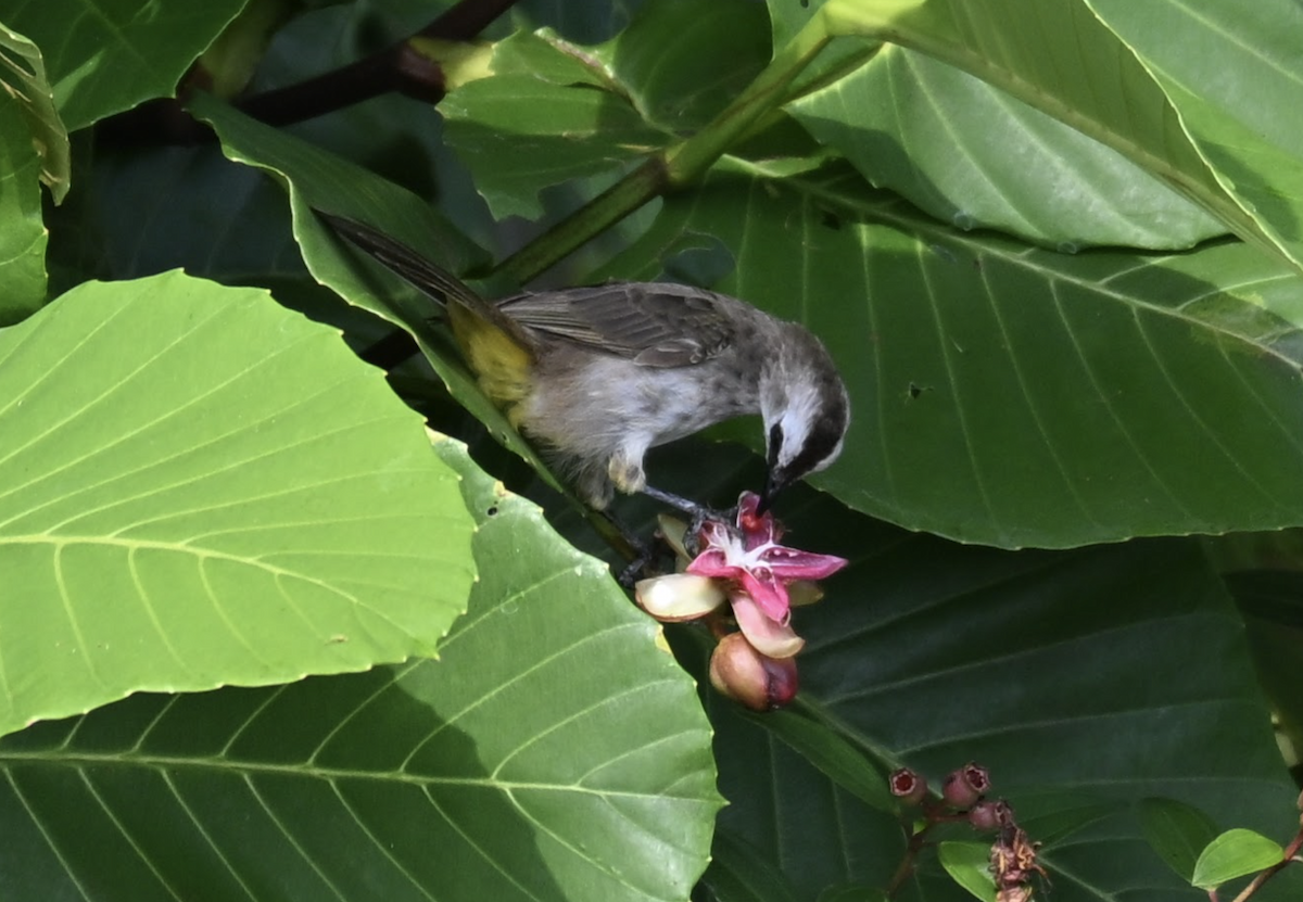 Yellow-vented Bulbul - ML642527511