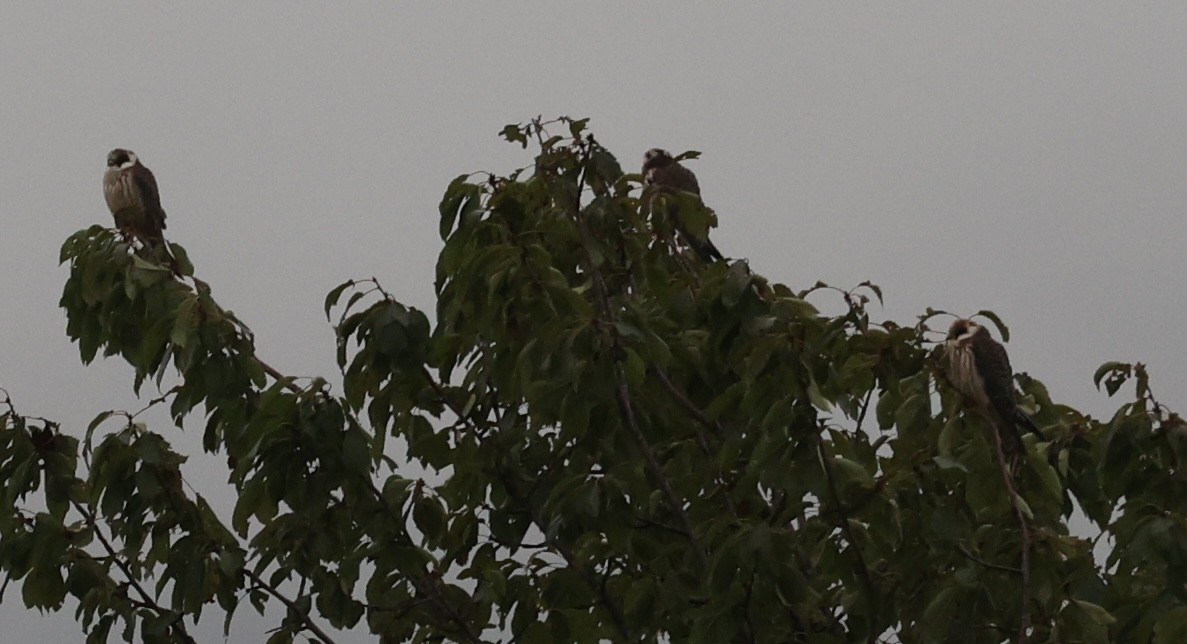 Red-footed Falcon - ML642527516