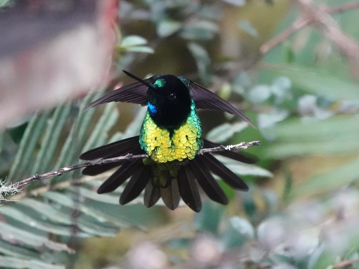 Dusky Starfrontlet - ML642527518