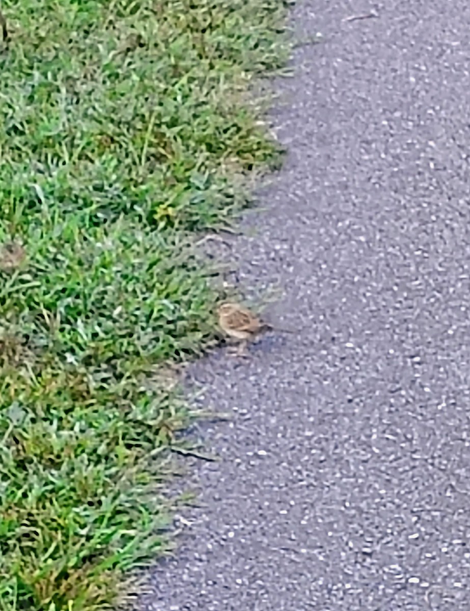 Clay-colored Sparrow - ML642527523