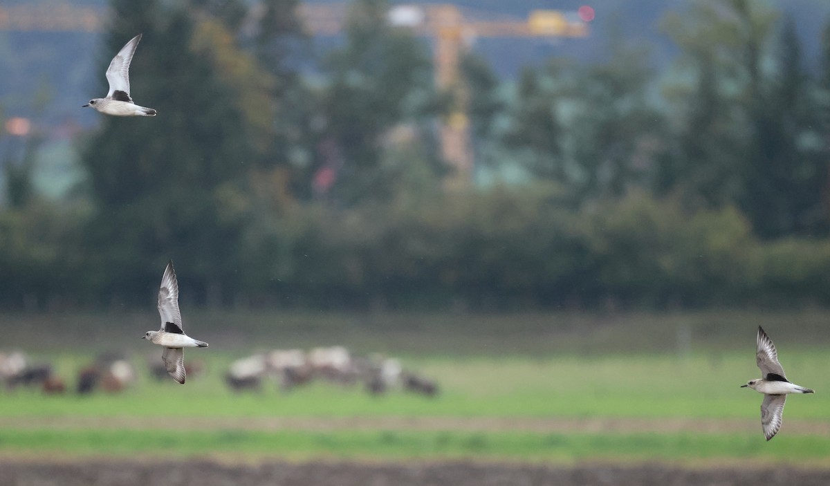 Black-bellied Plover - ML642527534