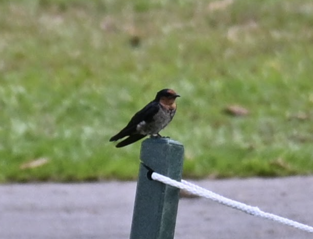 Pacific Swallow - ML642527555