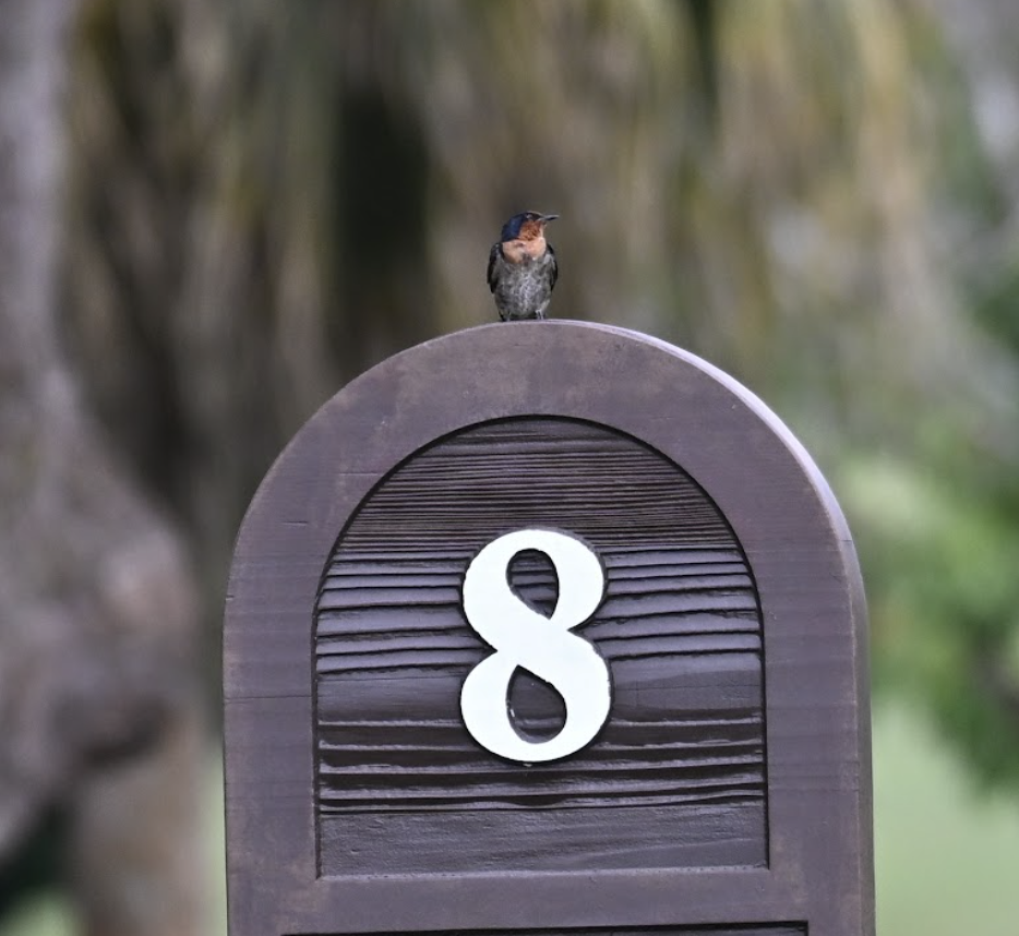 Pacific Swallow - ML642527556