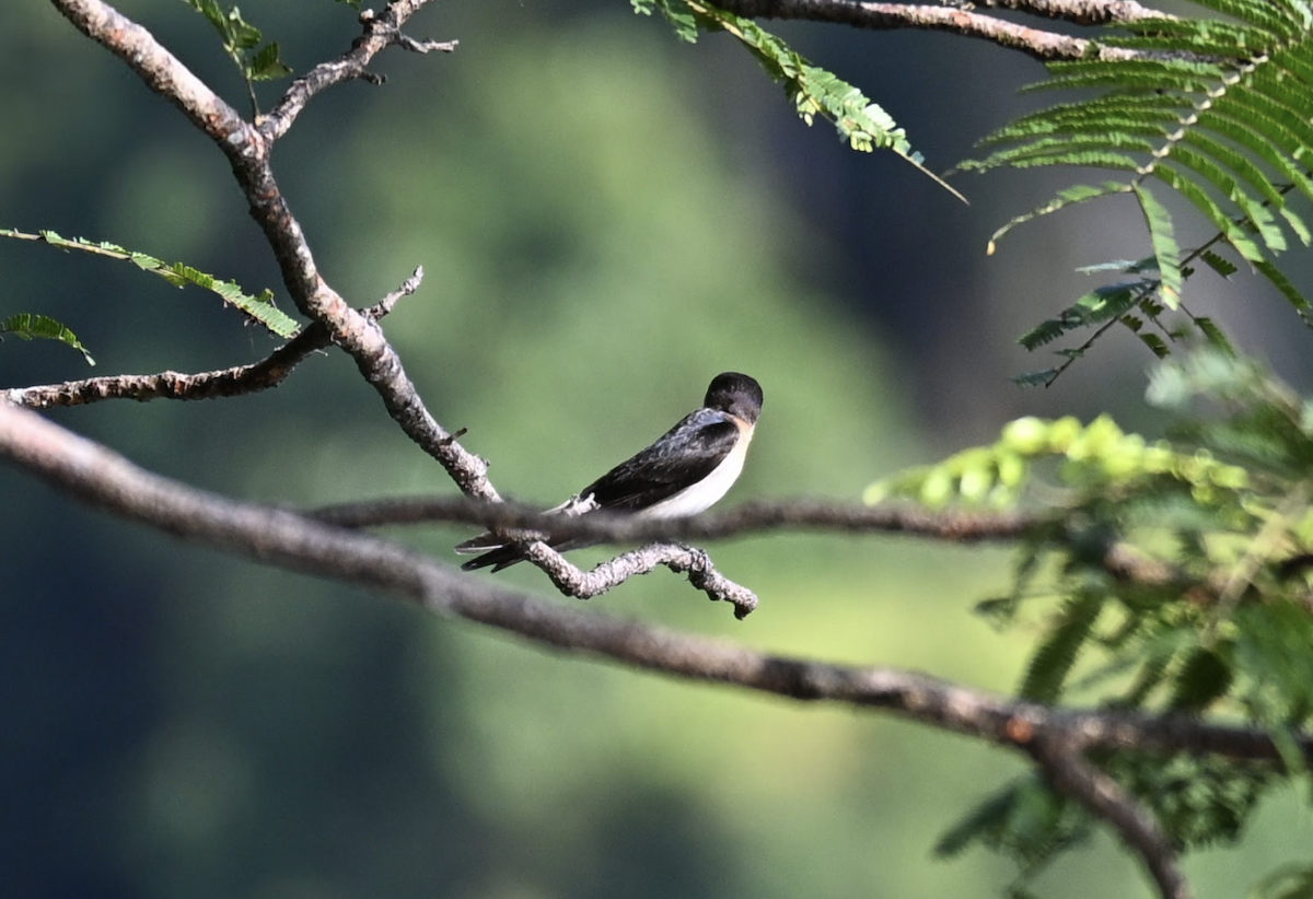 Pacific Swallow - ML642527557