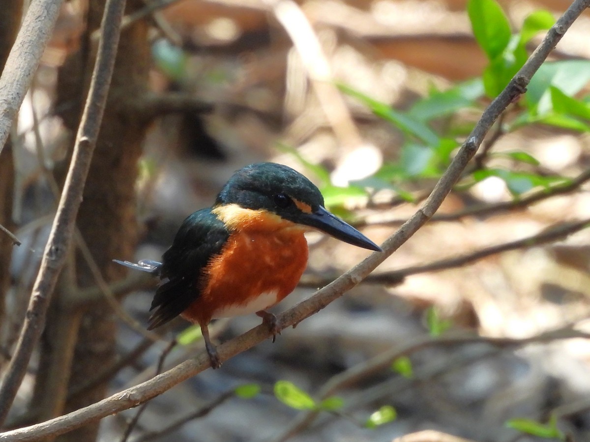 American Pygmy Kingfisher - ML642527573