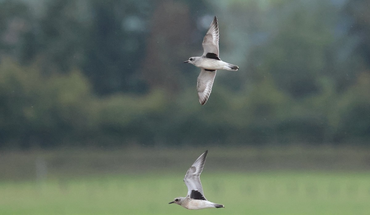 Black-bellied Plover - ML642527580