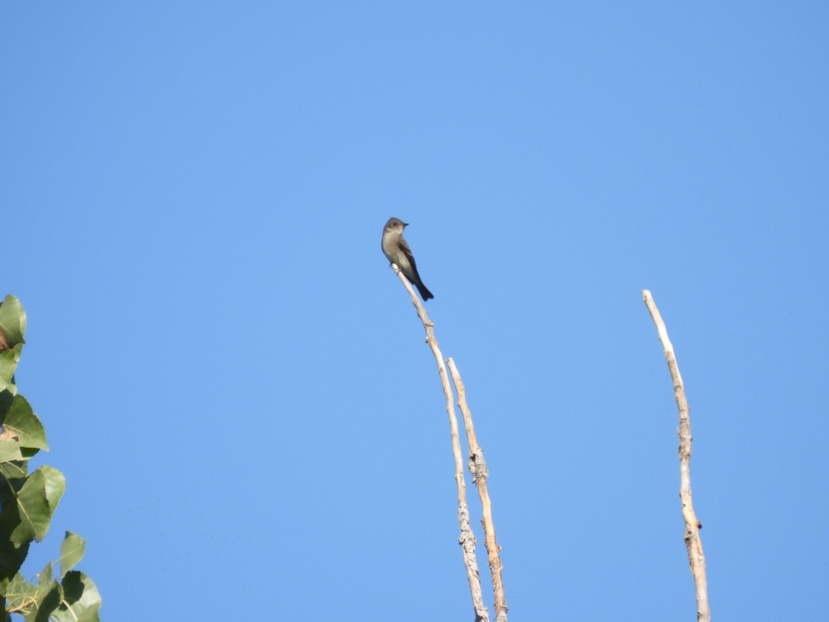 Western Wood-Pewee - ML642527581