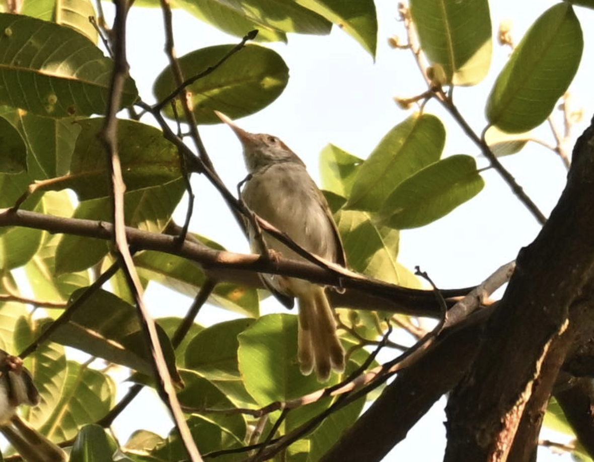 Common Tailorbird - ML642527584