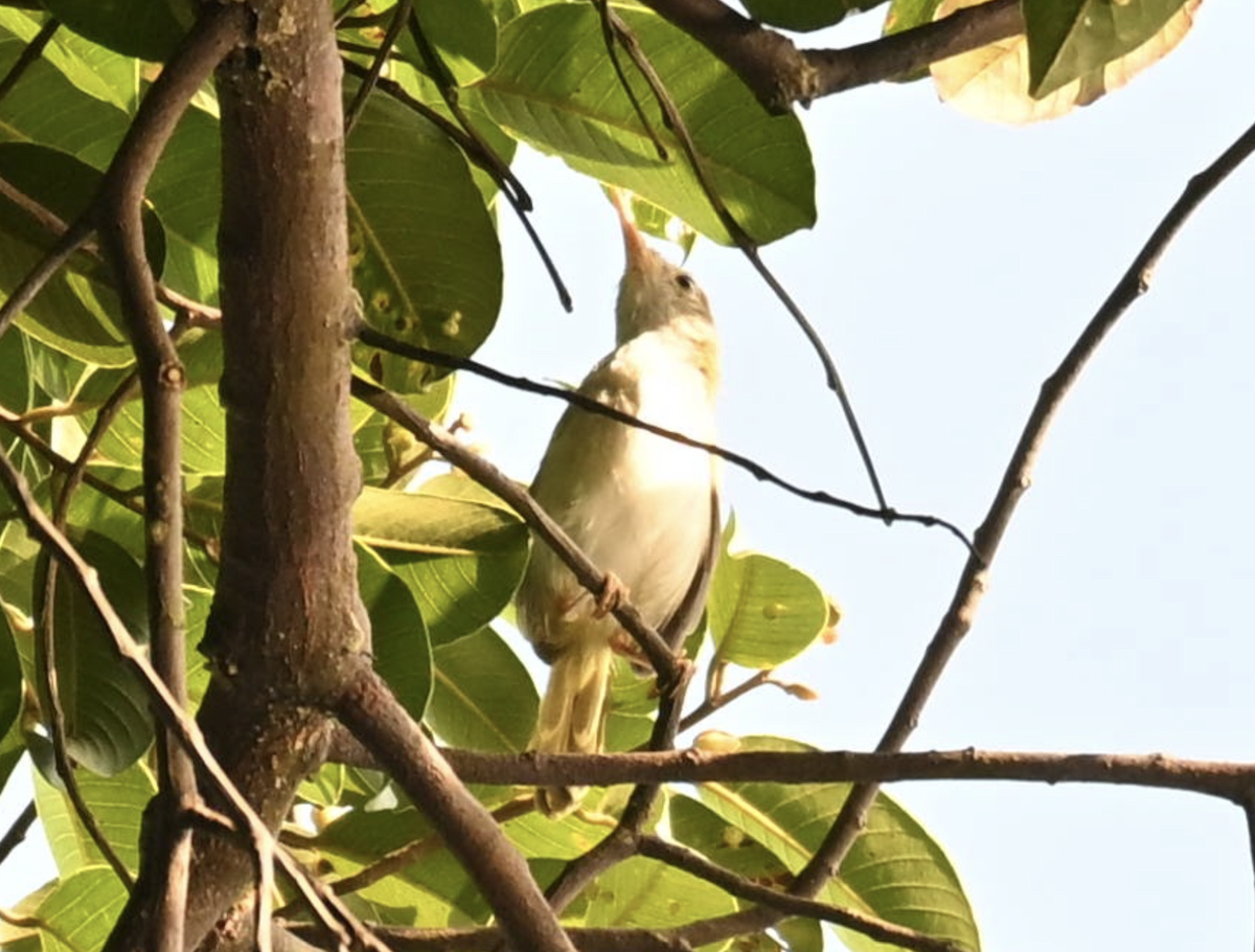 Common Tailorbird - ML642527585