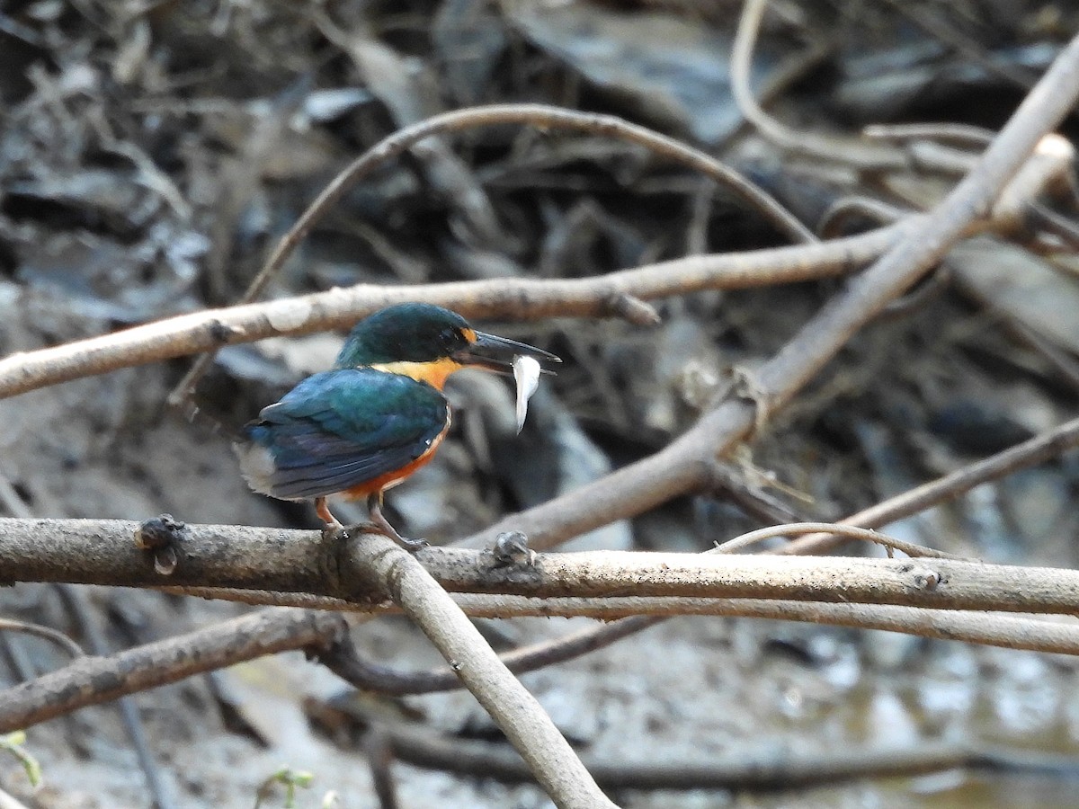 American Pygmy Kingfisher - ML642527589