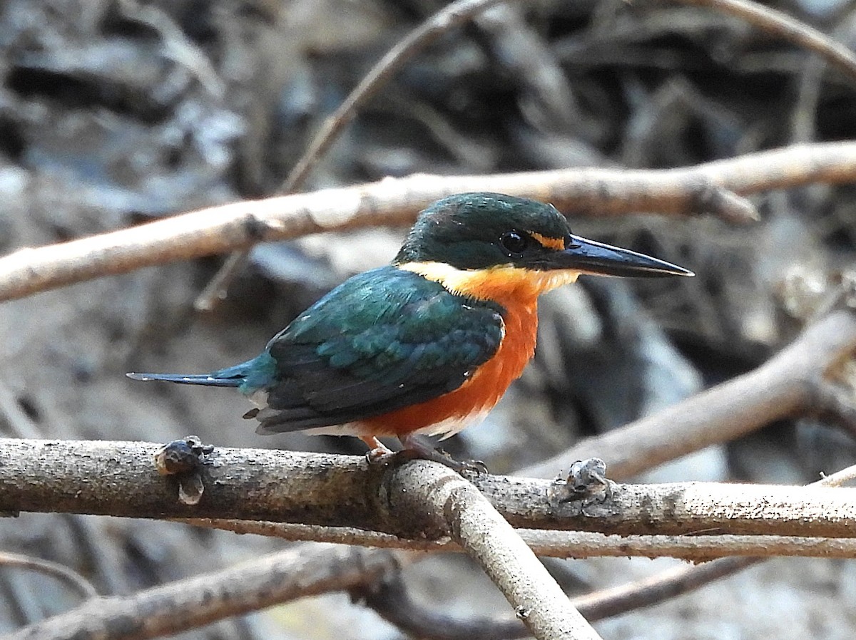 American Pygmy Kingfisher - ML642527611