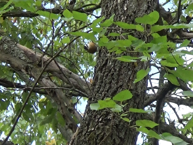 Red-breasted Nuthatch - ML642527612