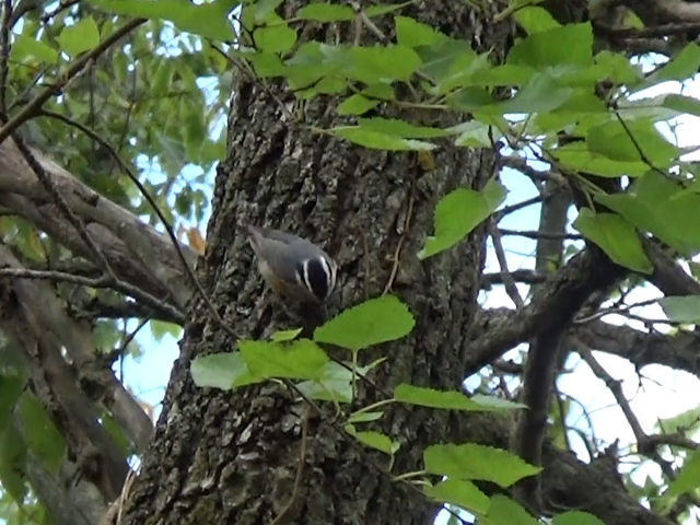 Red-breasted Nuthatch - ML642527613