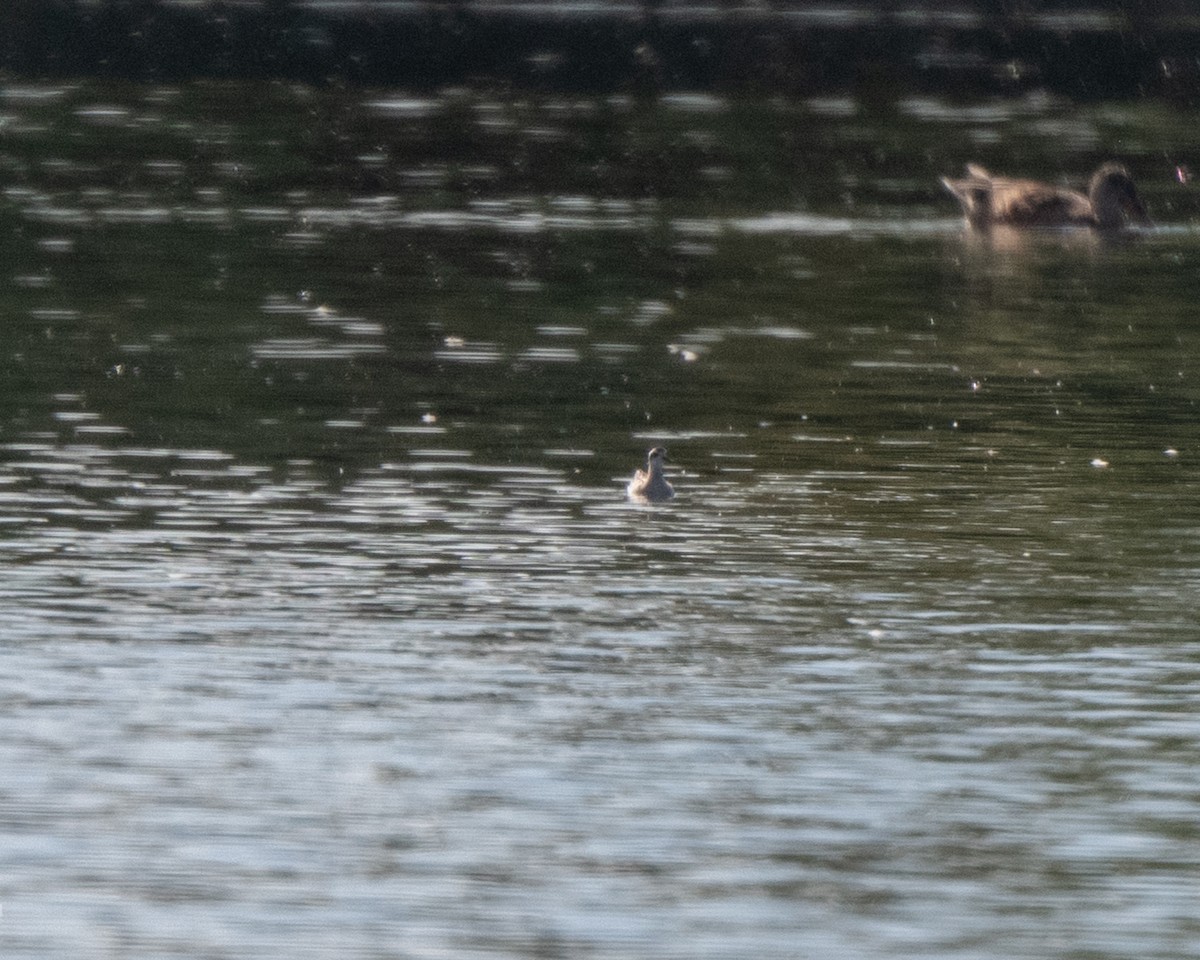 Red-necked Phalarope - ML642527673