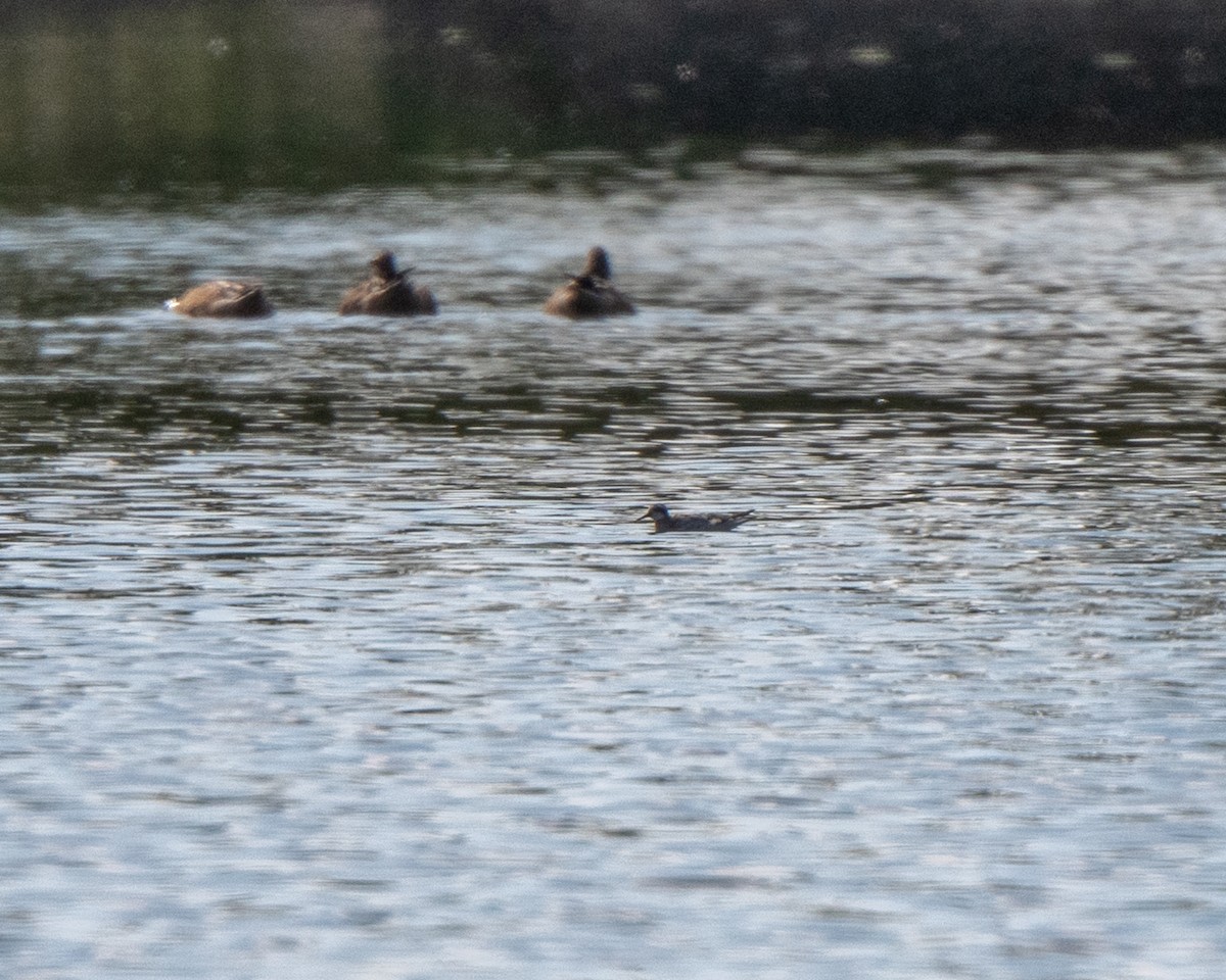 Red-necked Phalarope - ML642527675