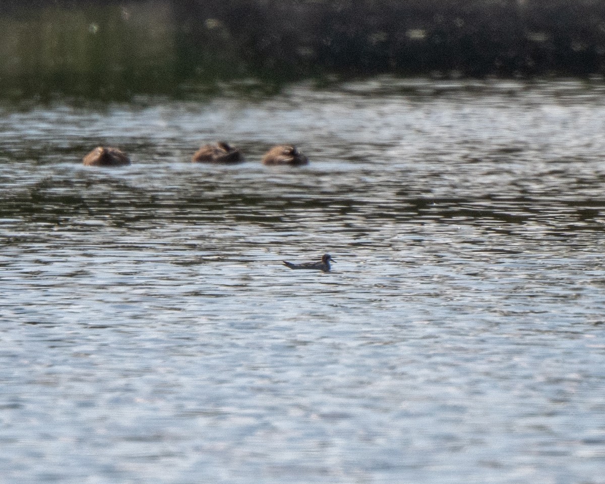 Red-necked Phalarope - ML642527676