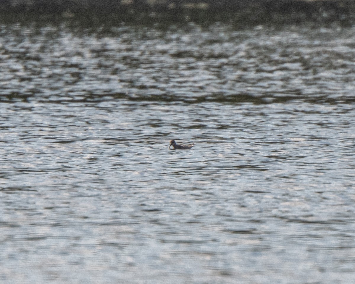 Red-necked Phalarope - ML642527677