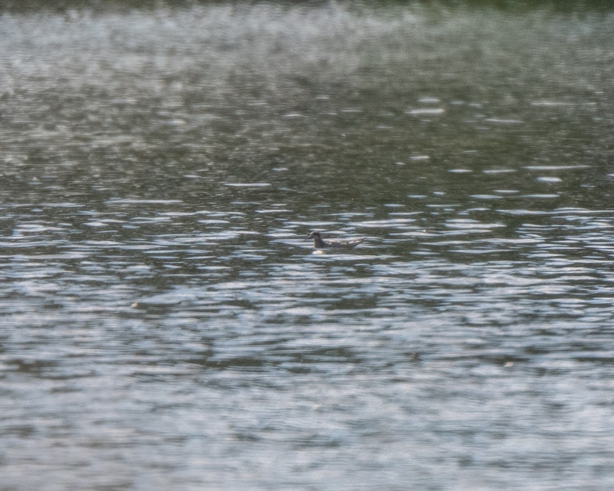 Red-necked Phalarope - ML642527680