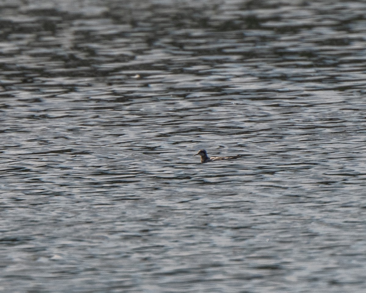 Red-necked Phalarope - ML642527681