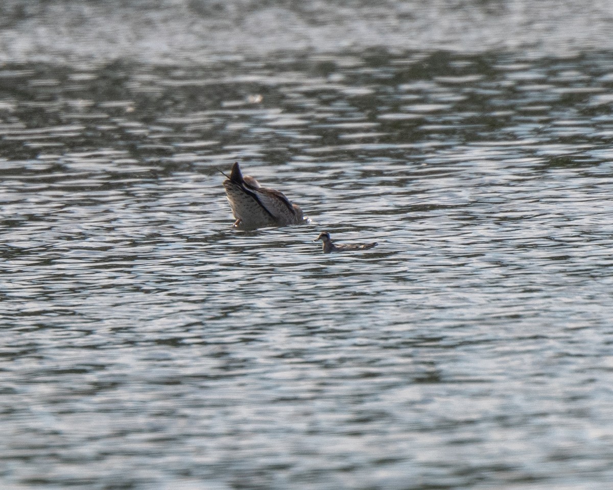 Red-necked Phalarope - ML642527682