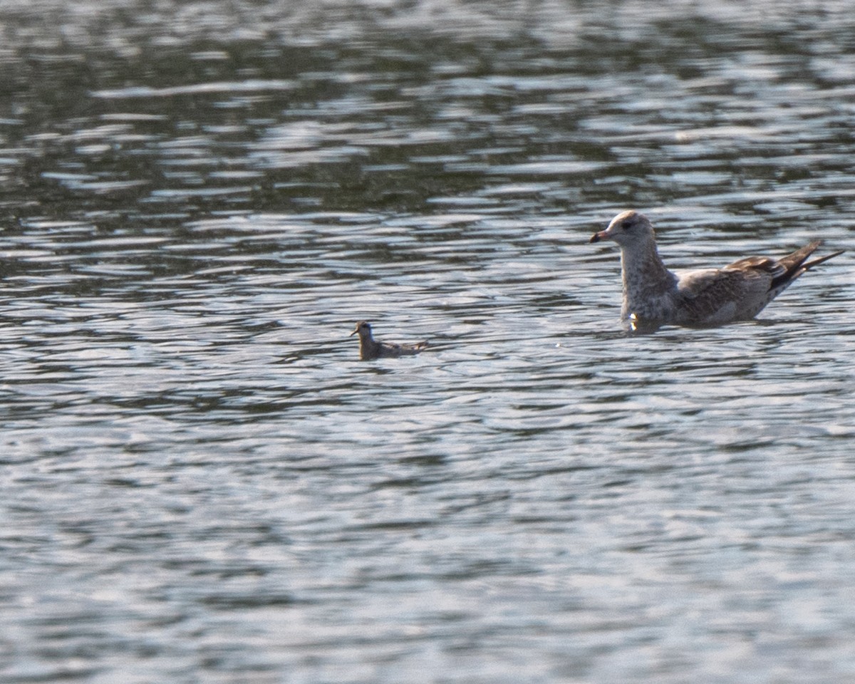 Red-necked Phalarope - ML642527684