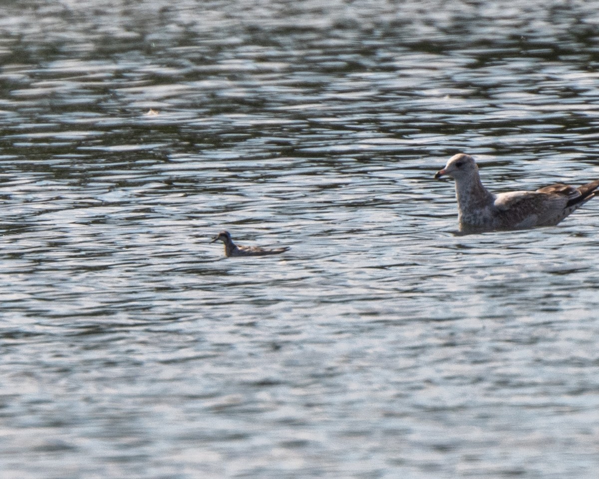 Red-necked Phalarope - ML642527685